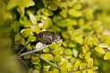 Green shield bug